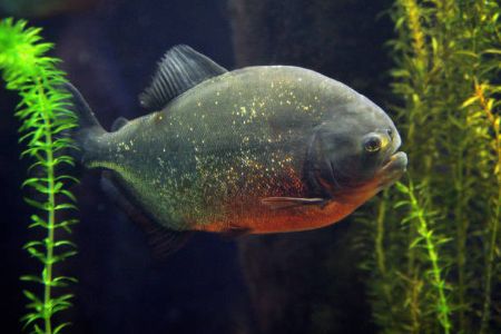 Billede til varegruppe Characiner