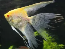 Billede af Albino kejserfisk med røde øjne - Angel red eye albino (Pterophyllum scalare) 2.5 cm