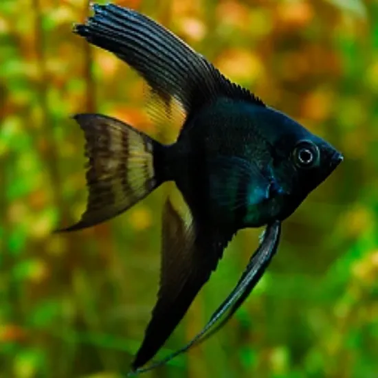 Billede af Sorte kejserfisk (Angel fish black)